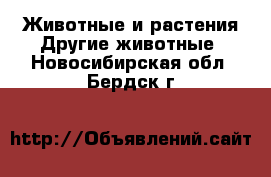 Животные и растения Другие животные. Новосибирская обл.,Бердск г.